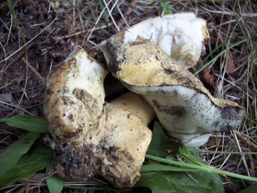 Finalmente funghi in valle (aosta)